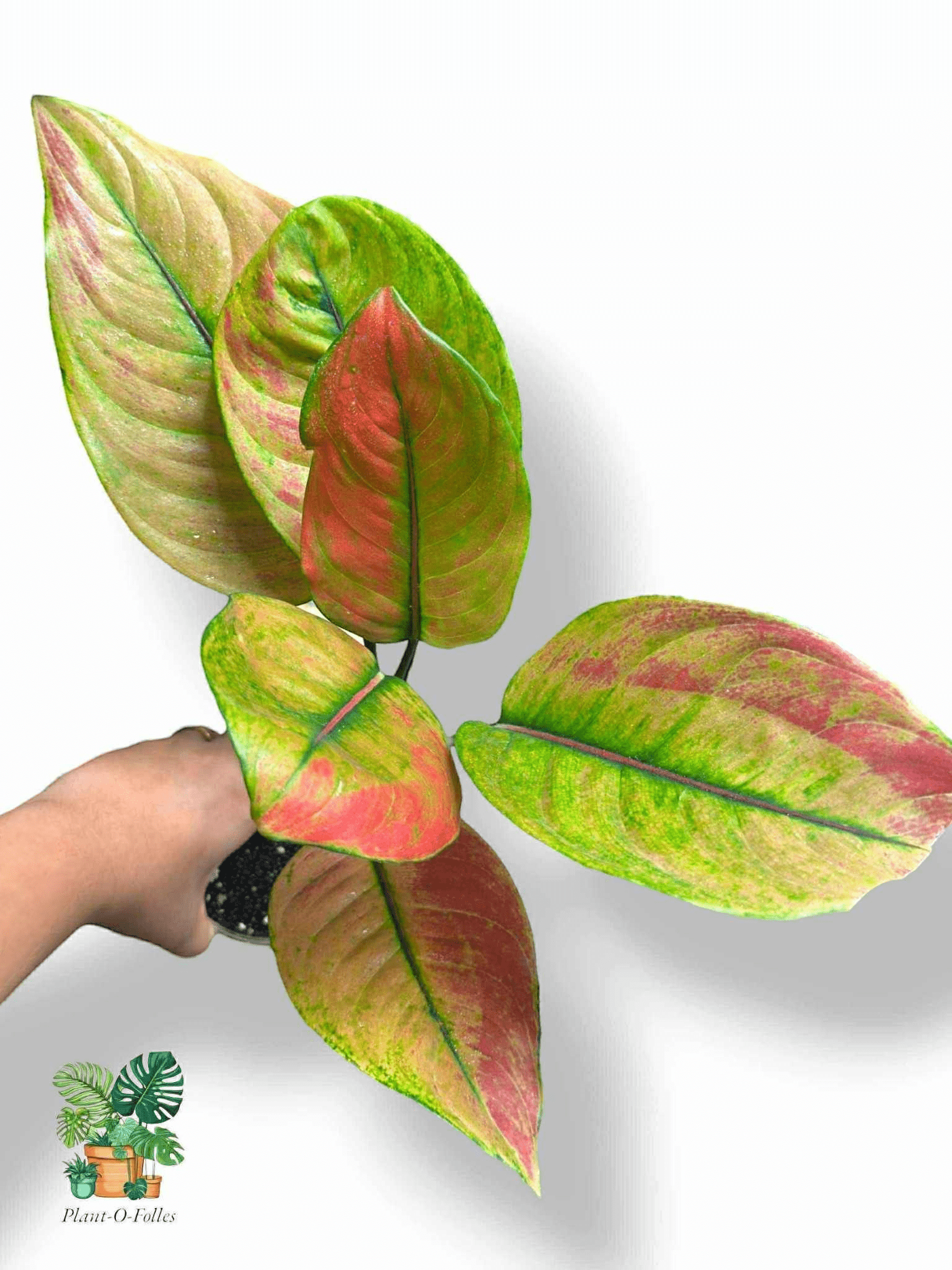 Aglaonema Heng Heng, Rare Variegated Aroid, Tropical Indoor Plant, Arrow Leaf Houseplant for Collectors - Plant - O - Folles