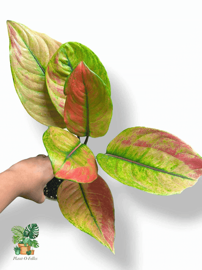 Aglaonema Heng Heng, Rare Variegated Aroid, Tropical Indoor Plant, Arrow Leaf Houseplant for Collectors - Plant - O - Folles