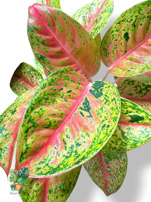 Aglaonema Maha Srethi Bush Form, Rare Variegated Aroid, Tropical Indoor Plant, Arrow Leaf Houseplant for Collectors - Plant - O - Folles