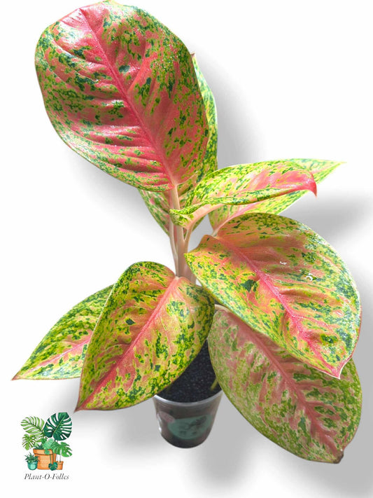Aglaonema Maha Srethi, Rare Variegated Aroid, Tropical Indoor Plant, Arrow Leaf Houseplant for Collectors - Plant - O - Folles
