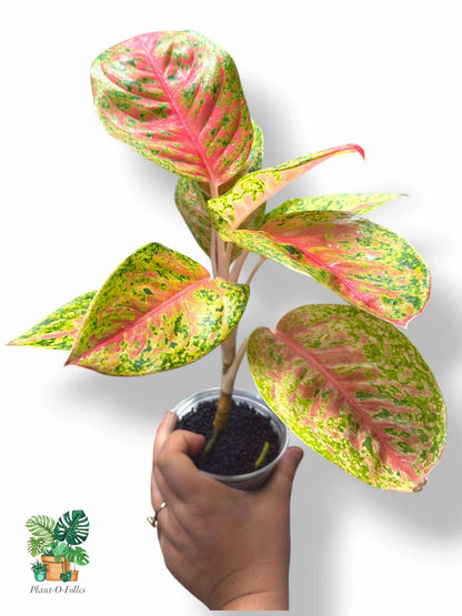 Aglaonema Maha Srethi, Rare Variegated Aroid, Tropical Indoor Plant, Arrow Leaf Houseplant for Collectors - Plant - O - Folles