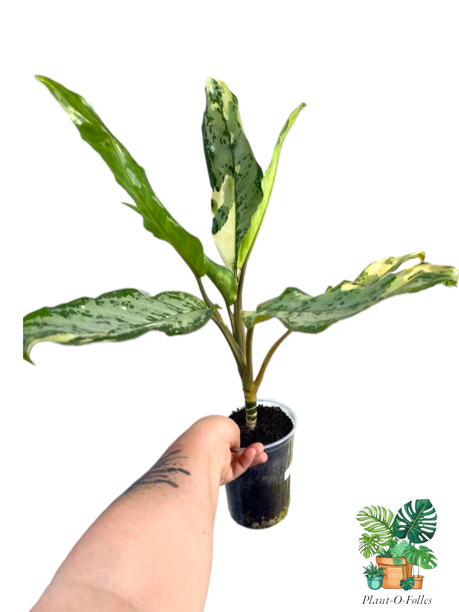 Aglaonema Manilla Pride - Plant - O - Folles