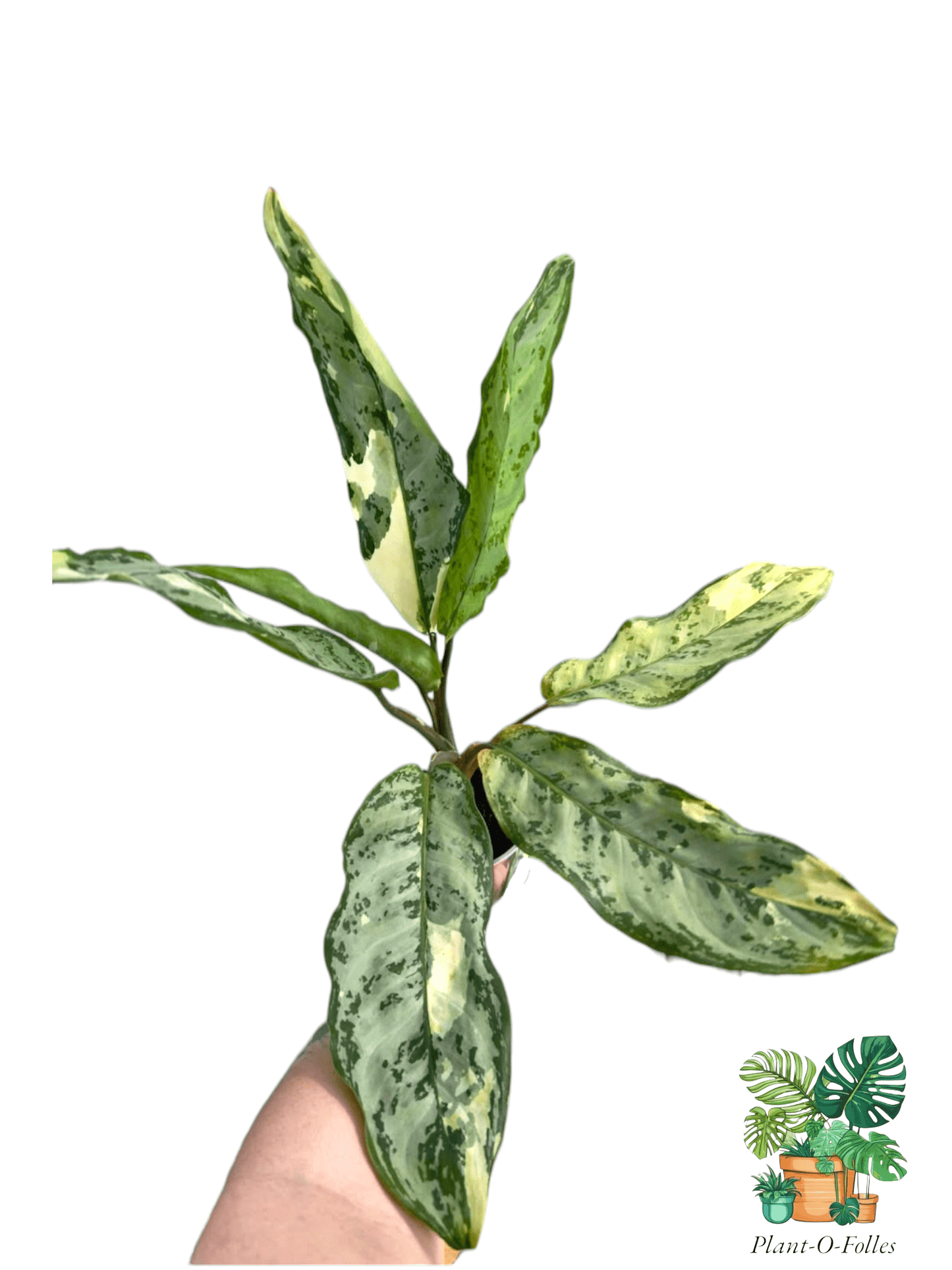 Aglaonema Manilla Pride - Plant - O - Folles