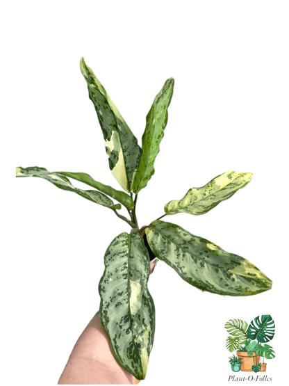 Aglaonema Manilla Pride - Plant - O - Folles