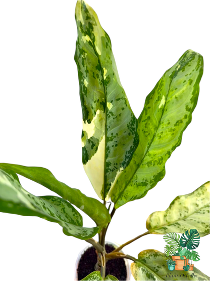 Aglaonema Manilla Pride - Plant - O - Folles