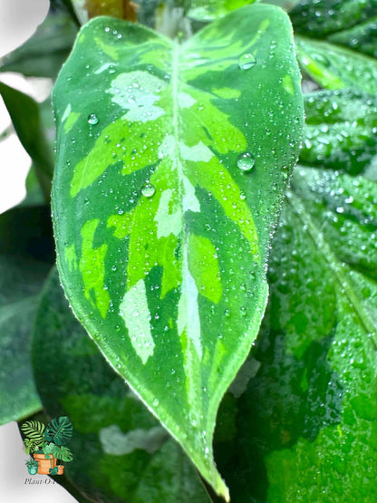 Aglaonema Pictum Tricolor, Rare Variegated Aroid, Tropical Indoor Plant, Arrow Leaf Houseplant for Collectors - Plant - O - Folles