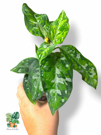 Aglaonema Pictum Tricolor, Rare Variegated Aroid, Tropical Indoor Plant, Arrow Leaf Houseplant for Collectors - Plant - O - Folles