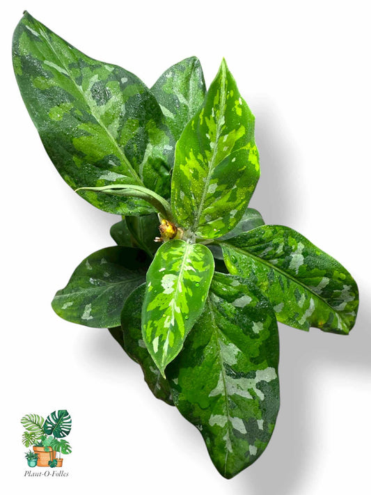 Aglaonema Pictum Tricolor, Rare Variegated Aroid, Tropical Indoor Plant, Arrow Leaf Houseplant for Collectors - Plant - O - Folles