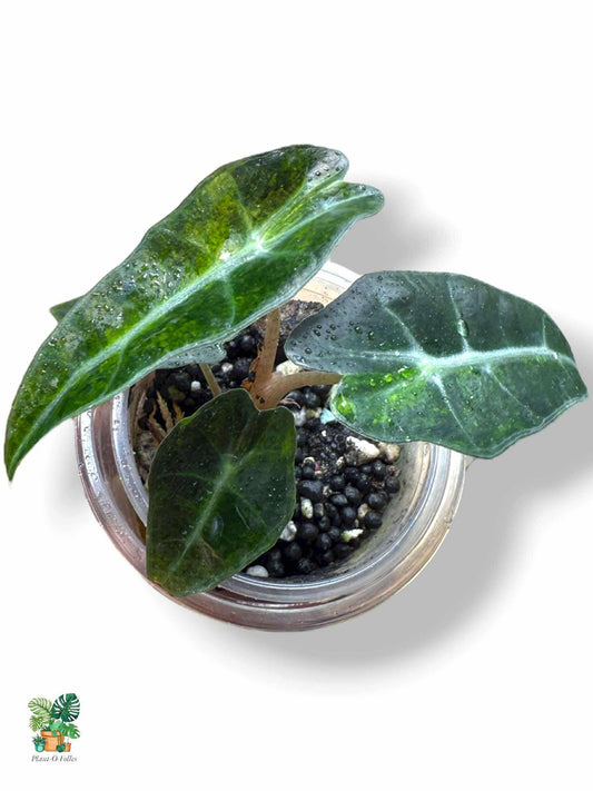 Alocasia Amazonica ‘Splash’, Rare Variegated Aroid, Tropical Indoor Plant, Arrow Leaf Houseplant for Collectors - Plant - O - Folles