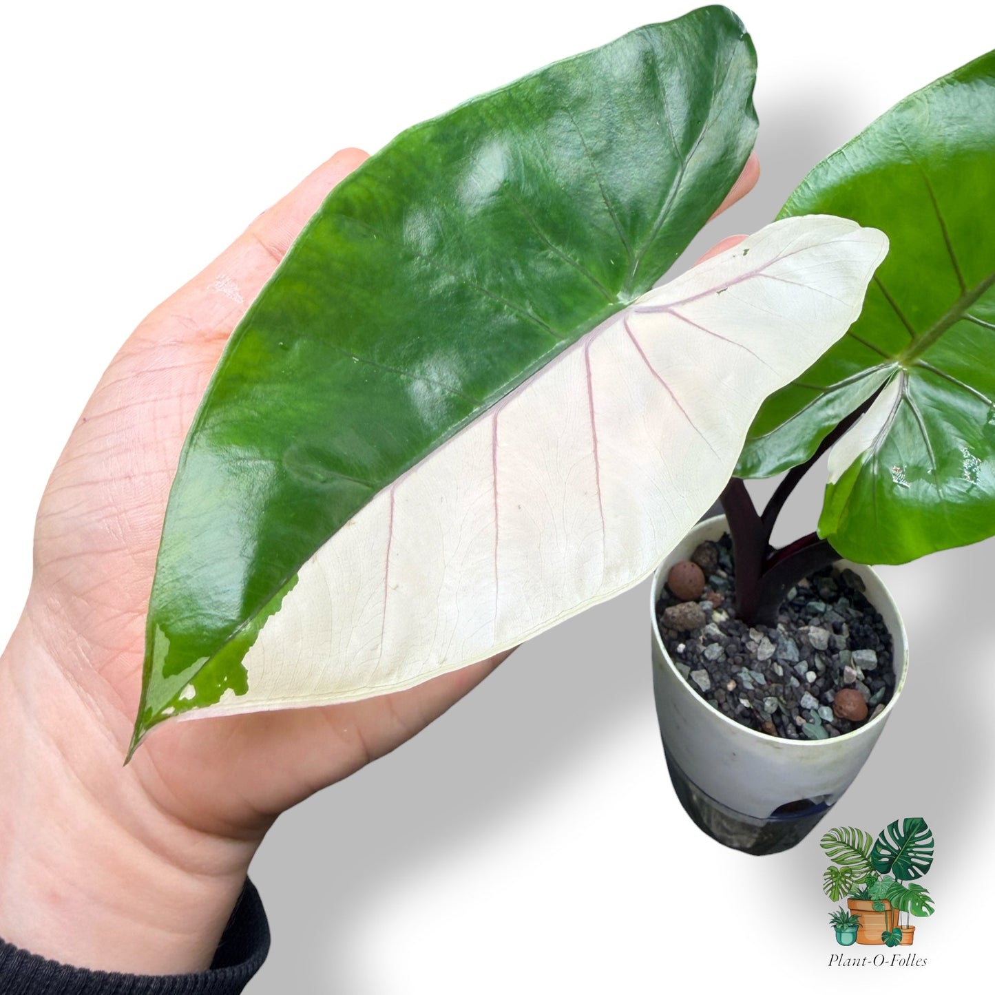 Alocasia ‘Black Stem Albo’ – Contraste spectaculaire feuilles et tiges - Plant - O - Folles
