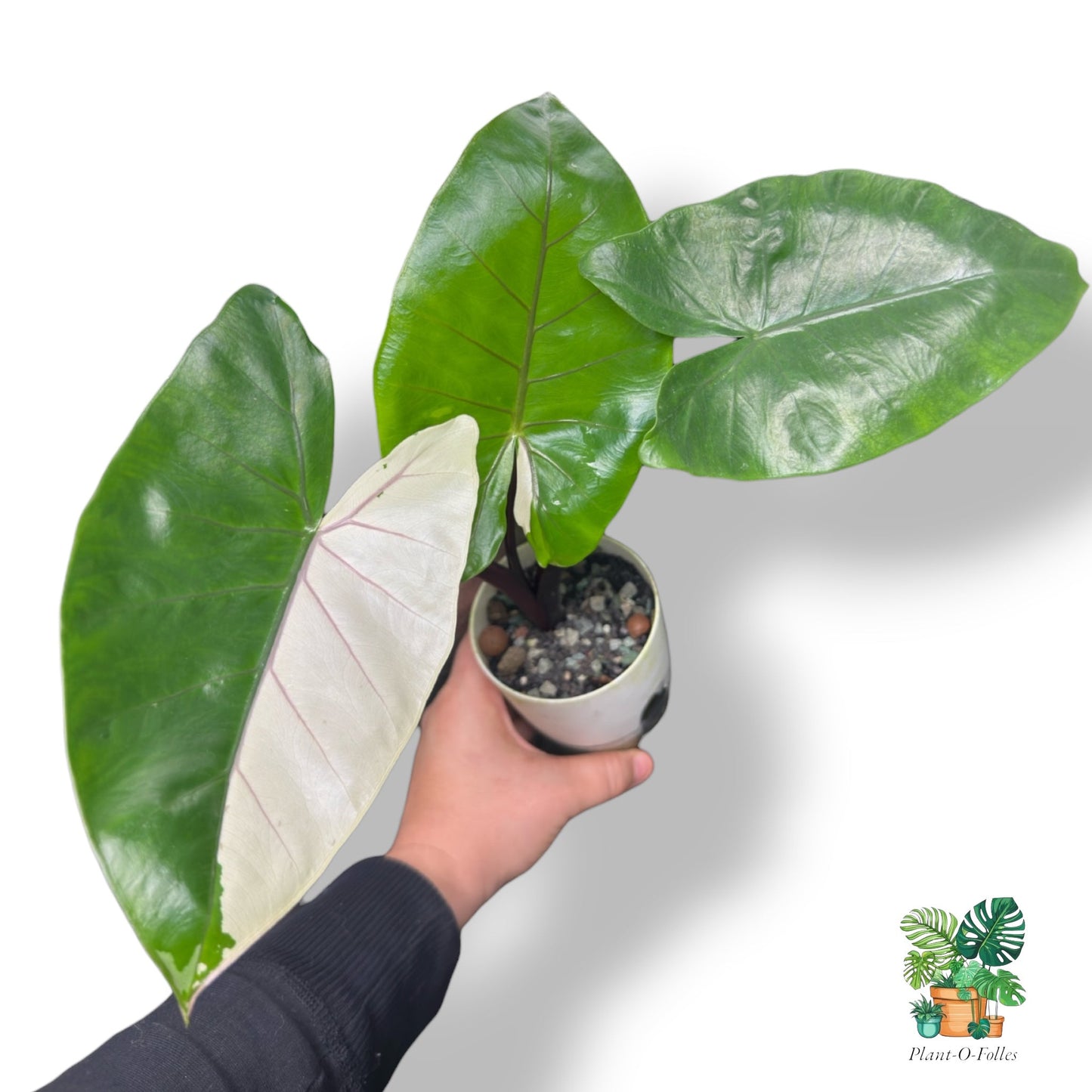 Alocasia ‘Black Stem Albo’ – Contraste spectaculaire feuilles et tiges - Plant - O - Folles