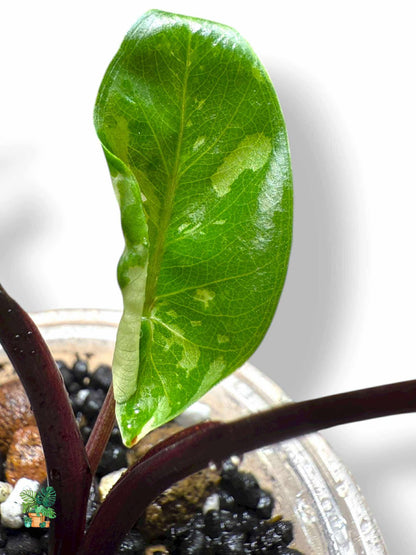 Alocasia Black Stem Albo, Rare Variegated Aroid, Tropical Indoor Plant, Arrow Leaf Houseplant for Collectors - Plant - O - Folles