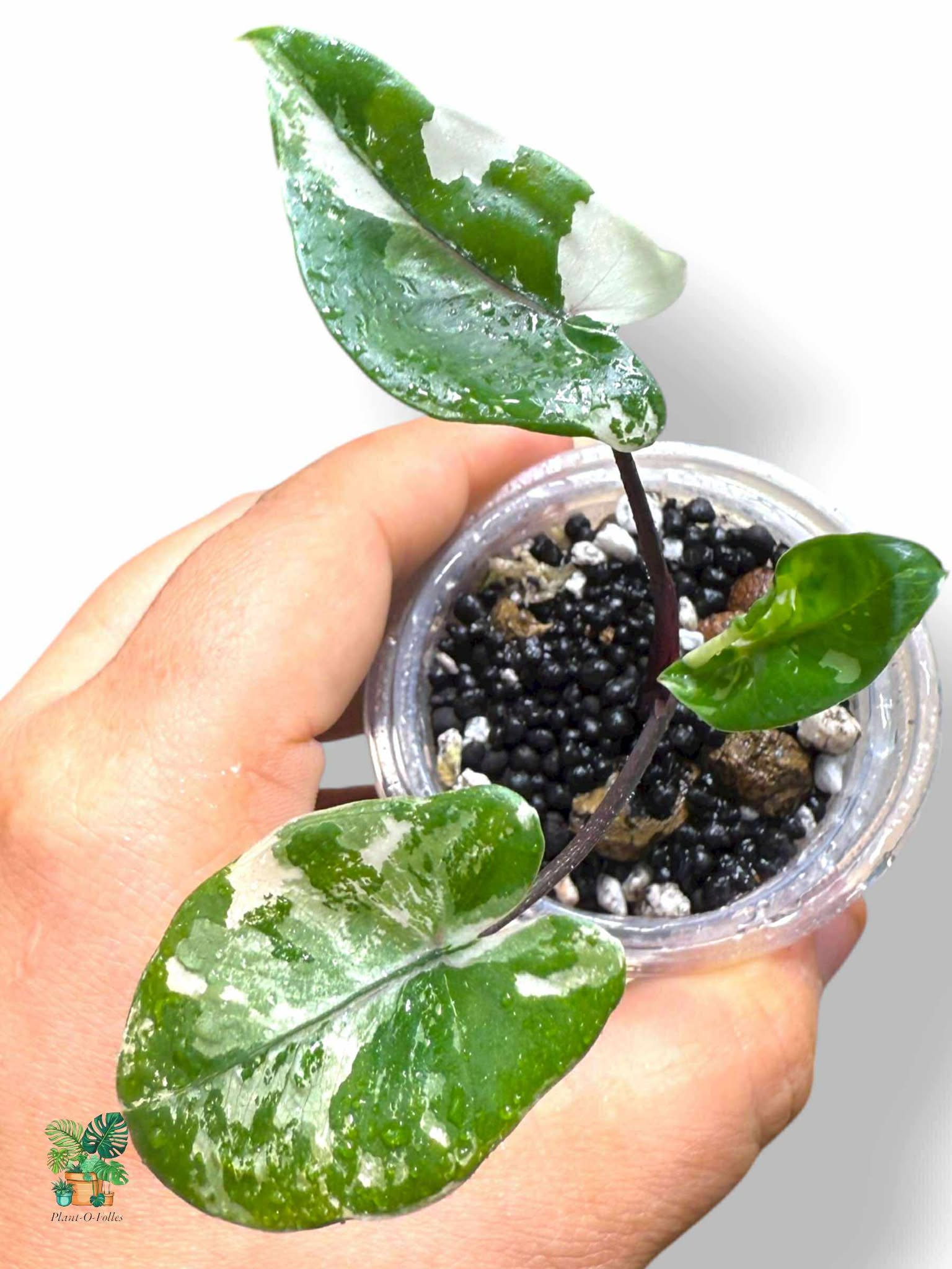 Alocasia Black Stem Albo, Rare Variegated Aroid, Tropical Indoor Plant, Arrow Leaf Houseplant for Collectors - Plant - O - Folles