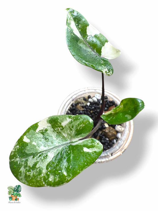 Alocasia Black Stem Albo, Rare Variegated Aroid, Tropical Indoor Plant, Arrow Leaf Houseplant for Collectors - Plant - O - Folles
