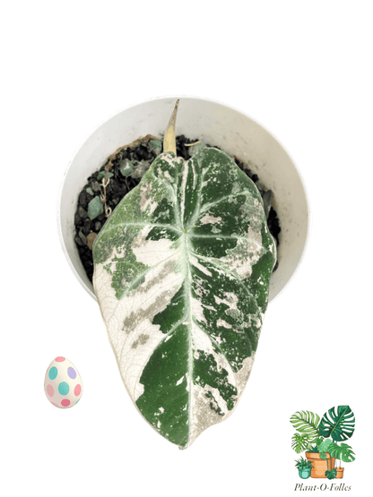 Alocasia ‘Black Velvet Albo Pink’ - Plant - O - Folles
