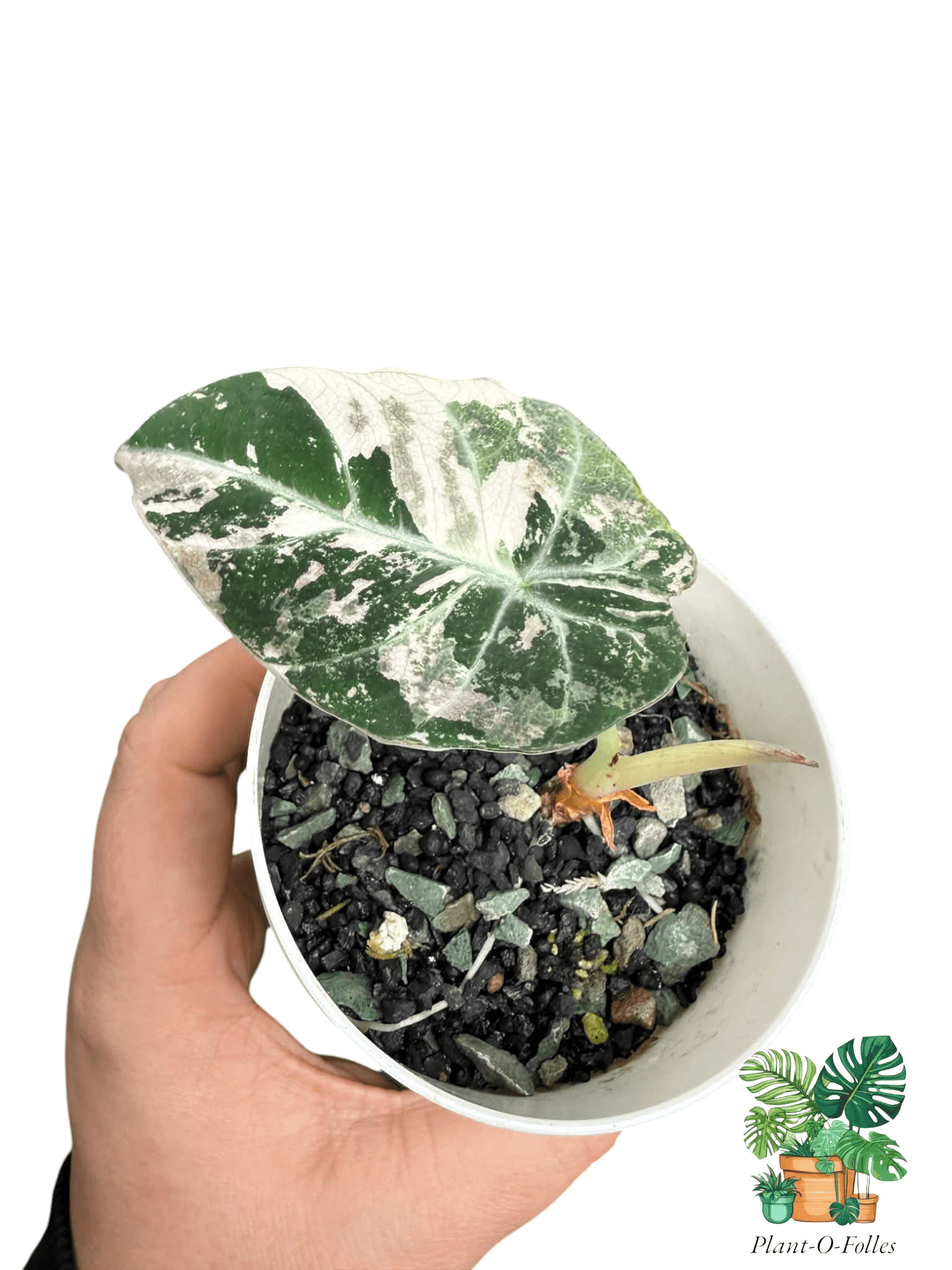 Alocasia ‘Black Velvet Albo Pink’ - Plant - O - Folles