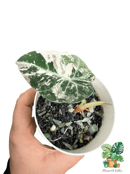 Alocasia ‘Black Velvet Albo Pink’ - Plant - O - Folles