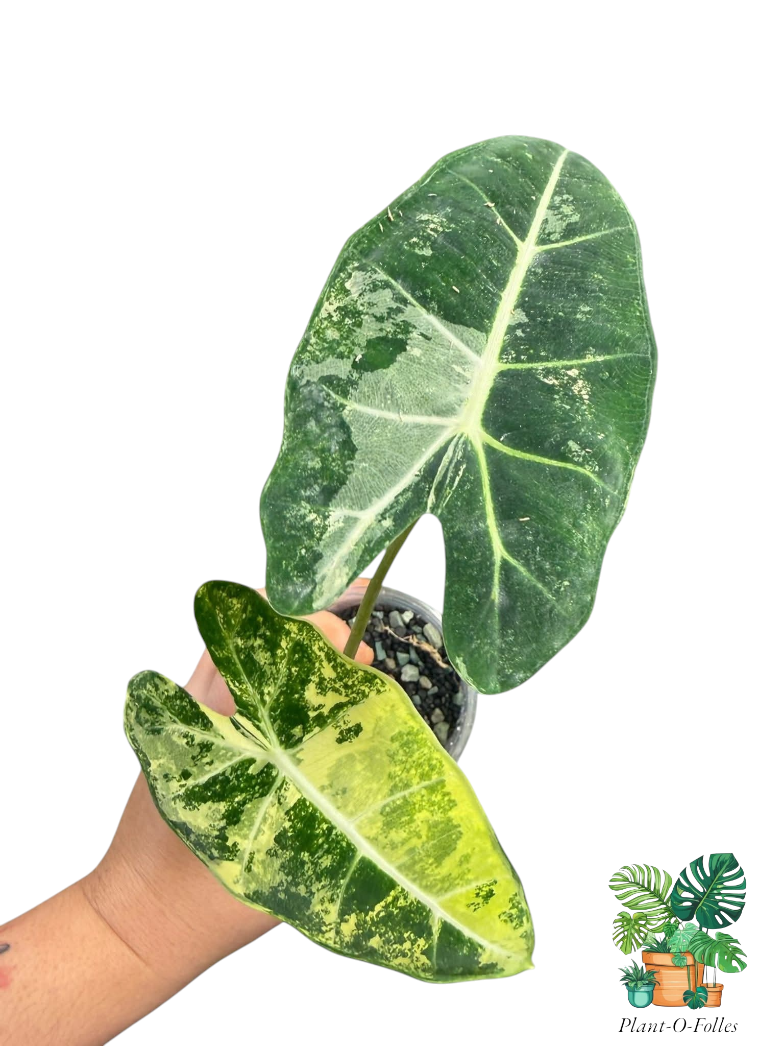Alocasia Frydek Variegata - Plant - O - Folles