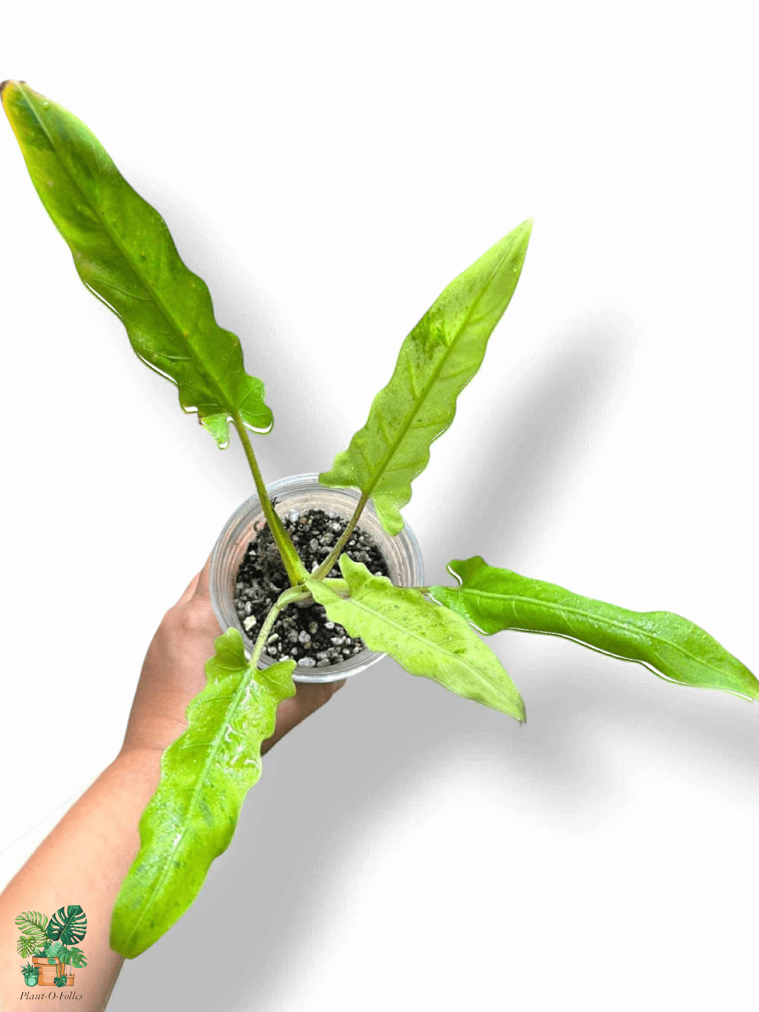 Alocasia Lauterbachiana Variegata, Rare Variegated Aroid, Tropical Indoor Plant, Arrow Leaf Houseplant for Collectors - Plant - O - Folles