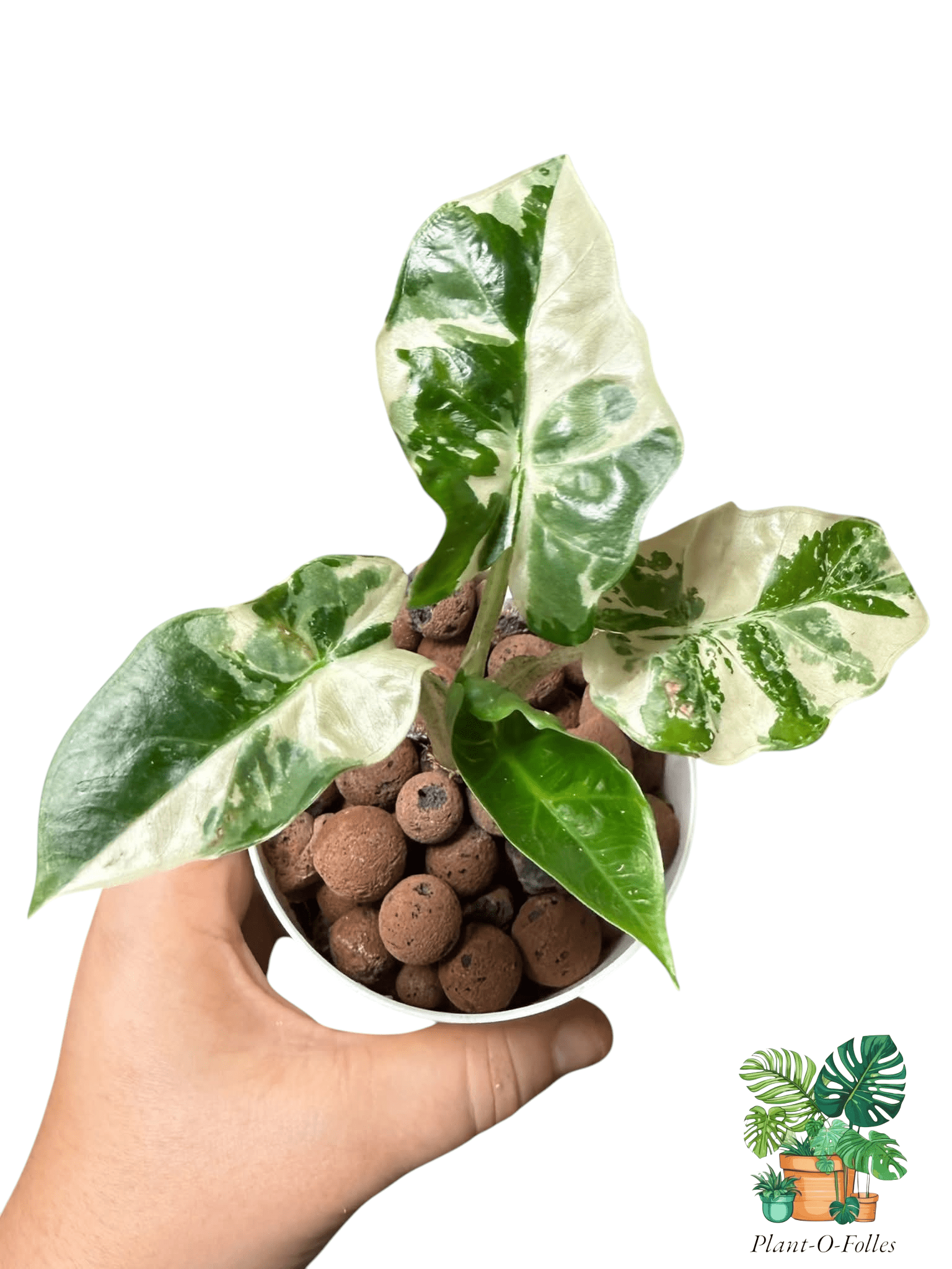 Alocasia Low Rider Albo - Plant - O - Folles