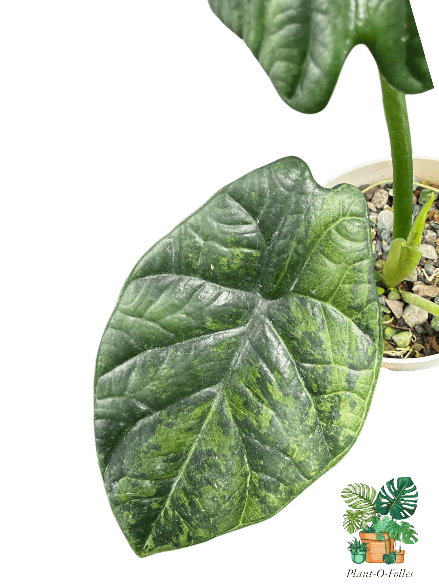 Alocasia sinuata ‘Albo Mint’ - Plant - O - Folles