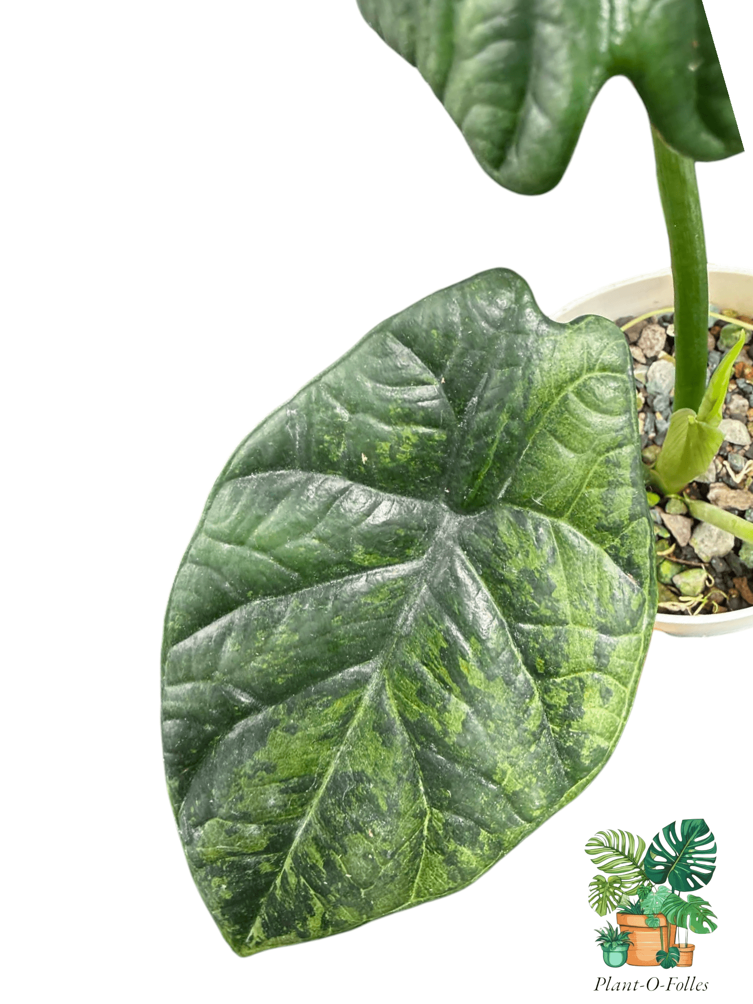 Alocasia sinuata ‘Albo Mint’ - Plant - O - Folles