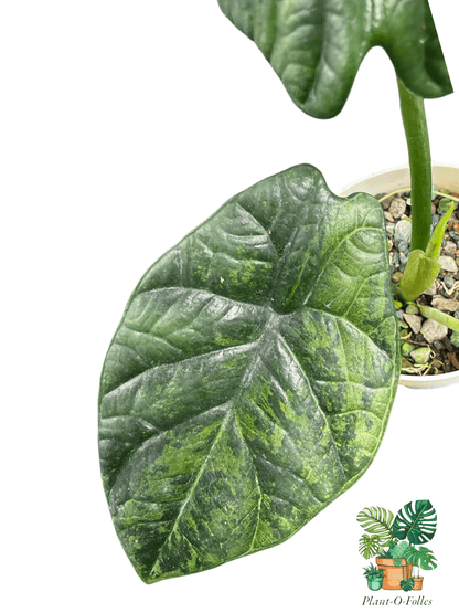 Alocasia sinuata ‘Albo Mint’ - Plant - O - Folles