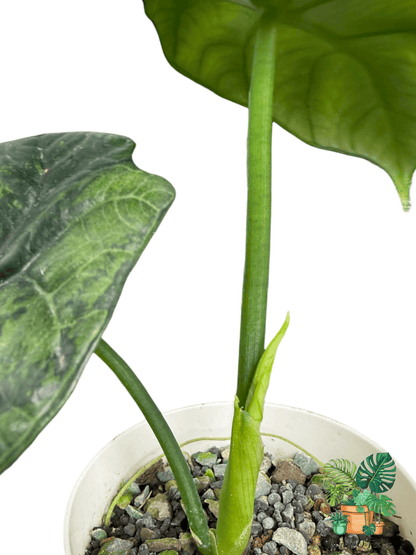 Alocasia sinuata ‘Albo Mint’ - Plant - O - Folles