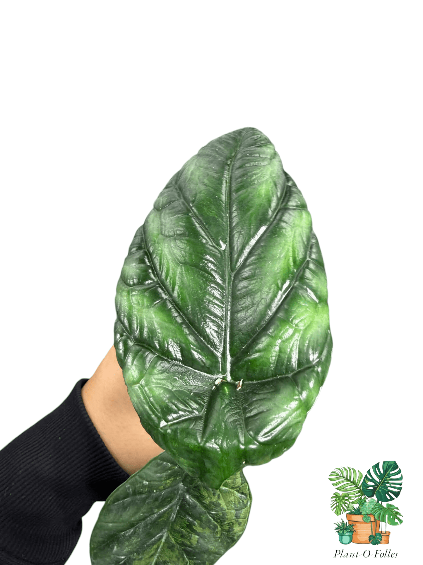 Alocasia sinuata ‘Albo Mint’ - Plant - O - Folles