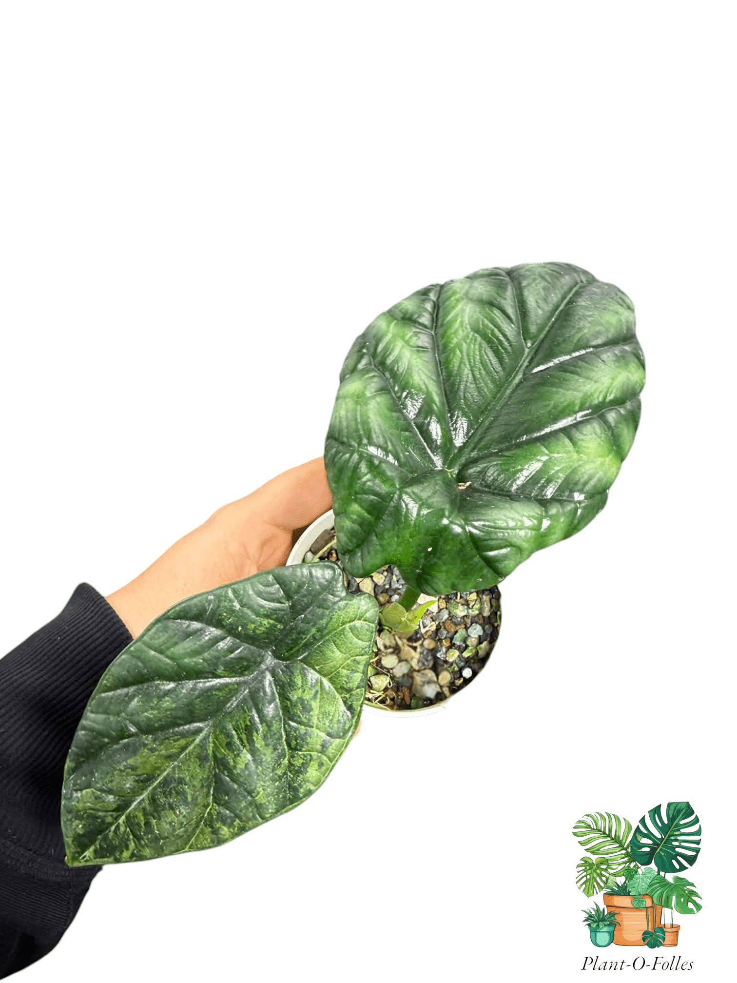 Alocasia sinuata ‘Albo Mint’ - Plant - O - Folles
