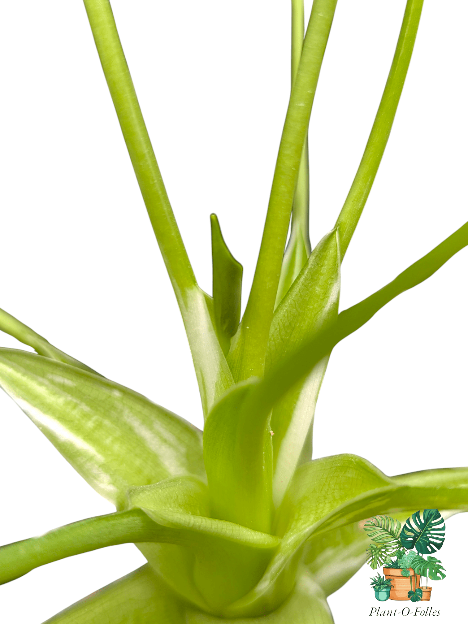 Alocasia ‘Tiny Dancer Albo’ – Plante tropicale rare panachée - Plant - O - Folles