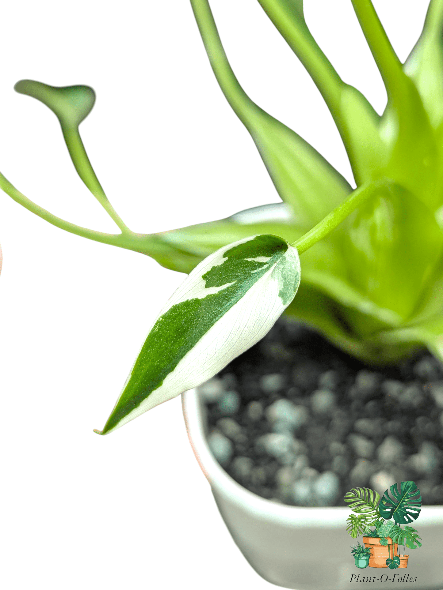 Alocasia ‘Tiny Dancer Albo’ – Plante tropicale rare panachée - Plant - O - Folles