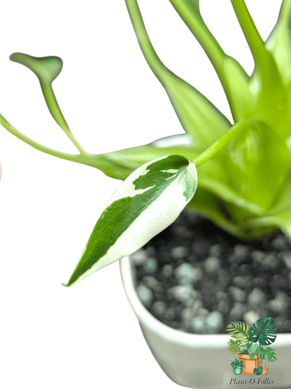 Alocasia ‘Tiny Dancer Albo’ – Plante tropicale rare panachée - Plant - O - Folles