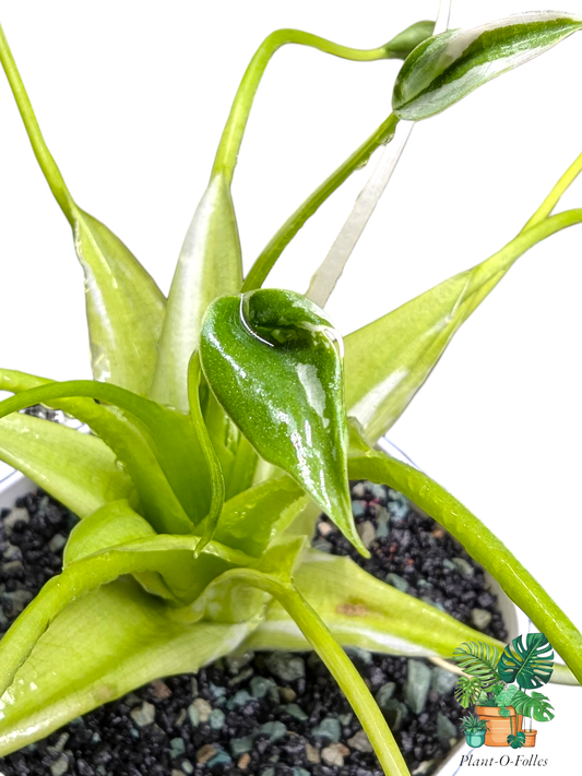 Alocasia ‘Tiny Dancer Albo’ – Plante tropicale rare panachée - Plant - O - Folles