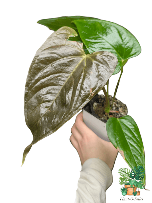 Anthurium camberlianii - Plant - O - Folles