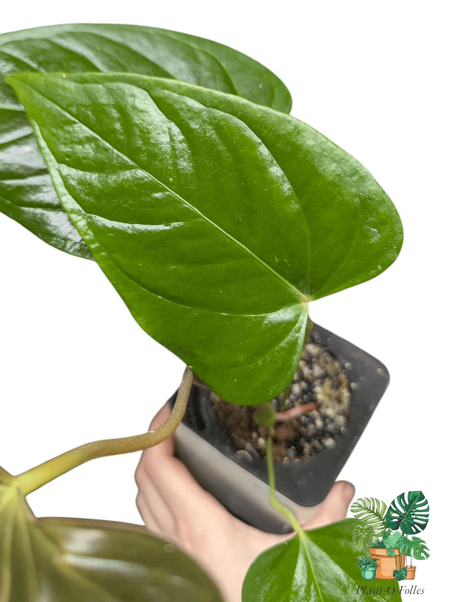 Anthurium camberlianii - Plant - O - Folles