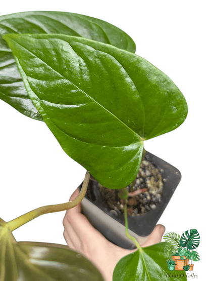 Anthurium camberlianii - Plant - O - Folles