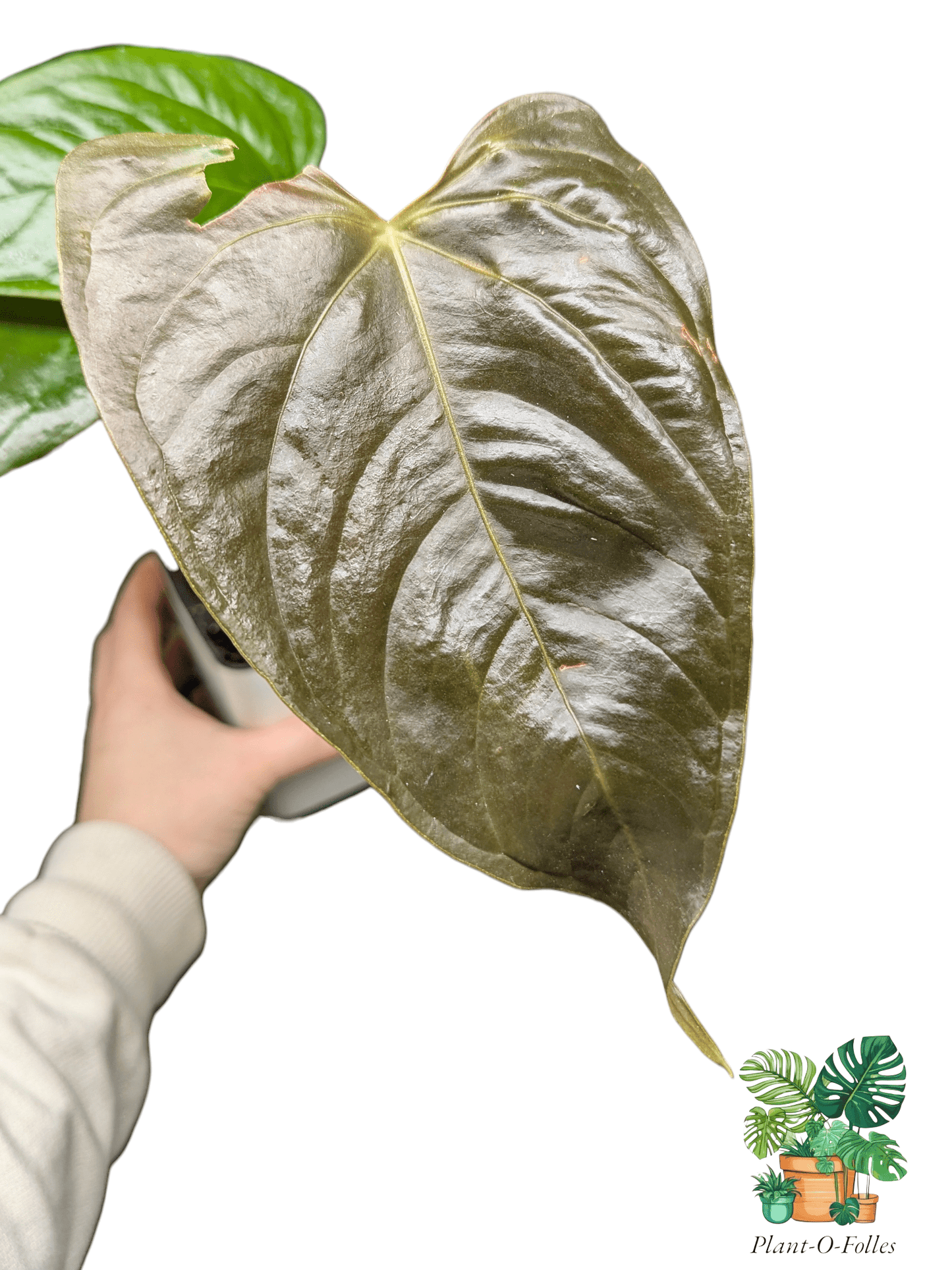Anthurium camberlianii - Plant - O - Folles