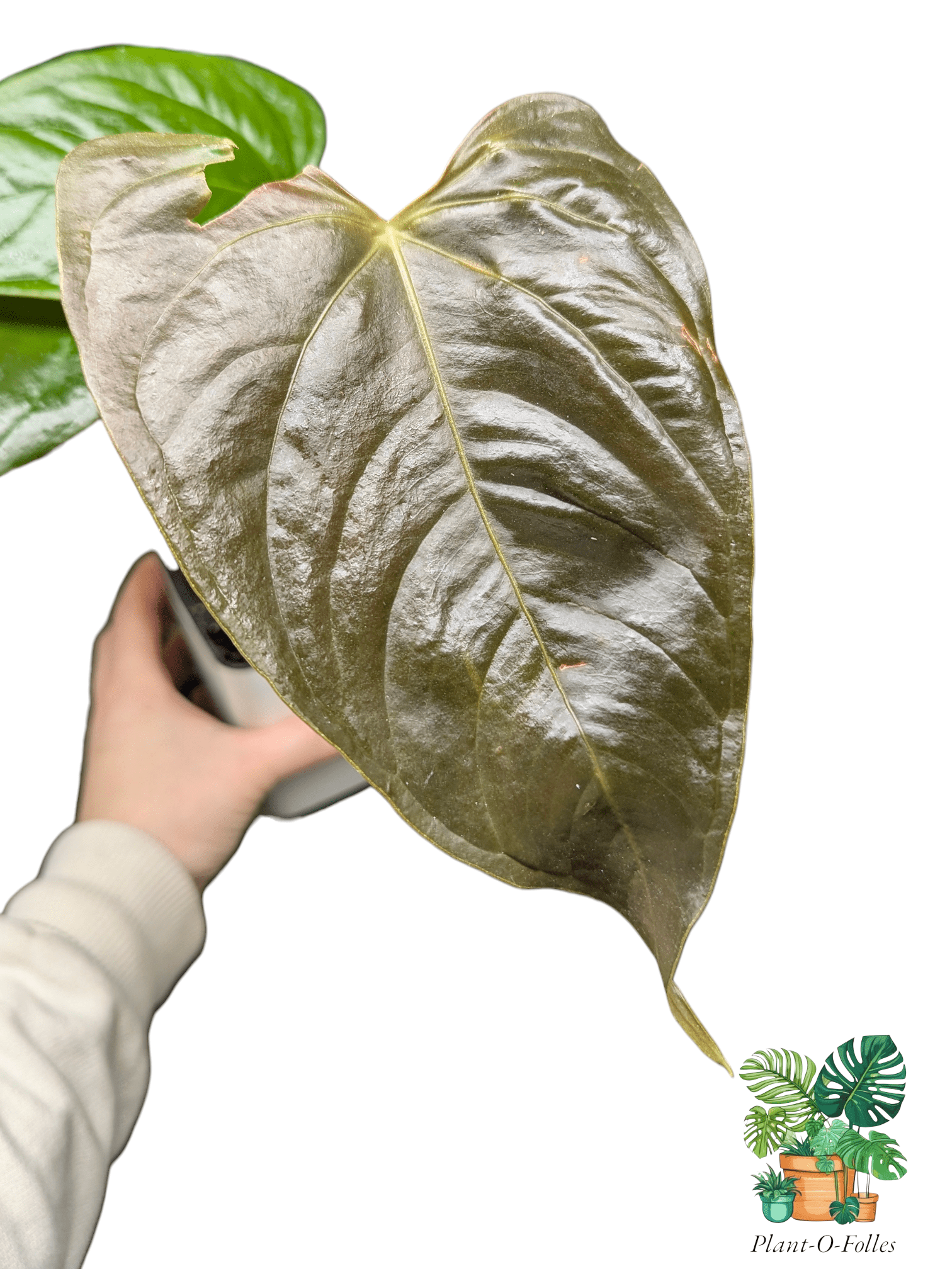 Anthurium camberlianii - Plant - O - Folles