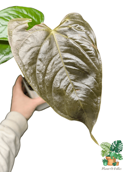 Anthurium camberlianii - Plant - O - Folles