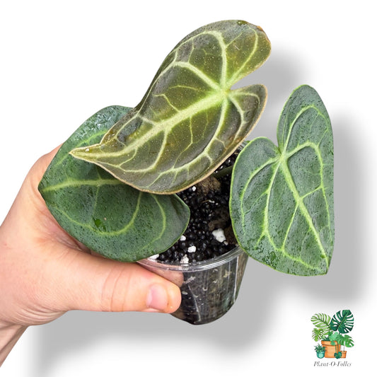 Anthurium clarinervium - graphique saisissant - Plant - O - Folles