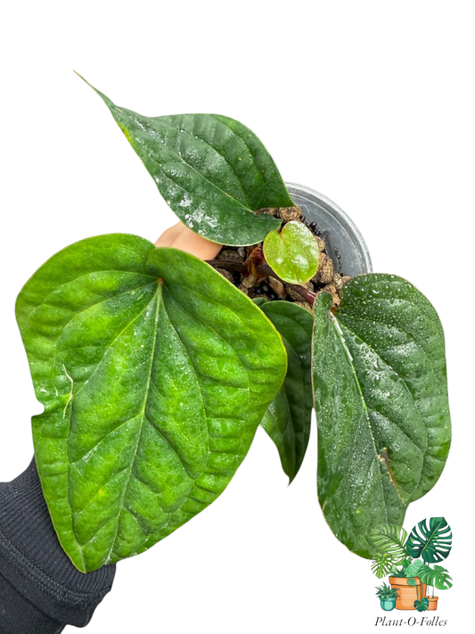 Anthurium luxurians × radicans - Plant - O - Folles