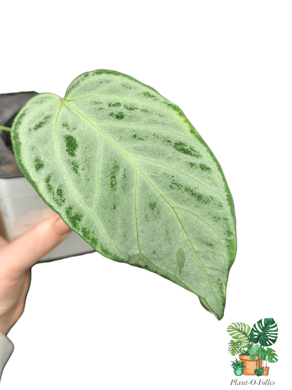 Anthurium ‘Silver Crom’ - Plant - O - Folles