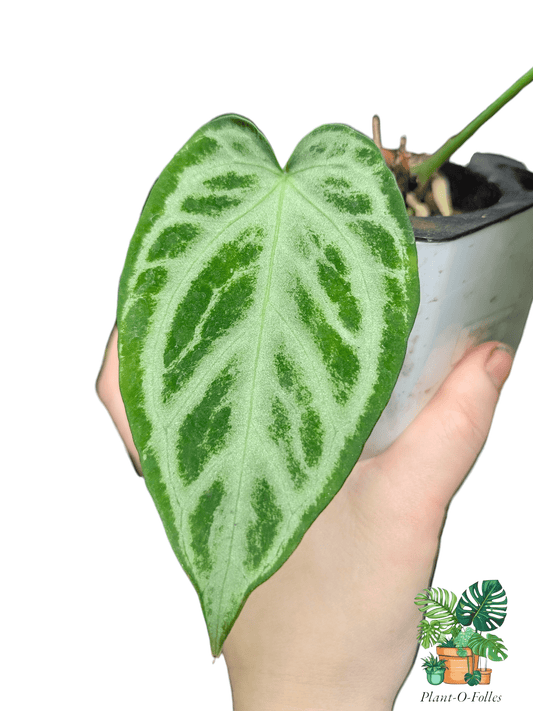 Anthurium ‘Silver Crom’ - Plant - O - Folles