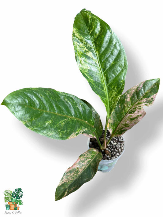 Anthurium Sweta Pink x HUK Variegata Mint, Rare Variegated Aroid, Tropical Indoor Plant, Arrow Leaf Houseplant for Collectors - Plant - O - Folles