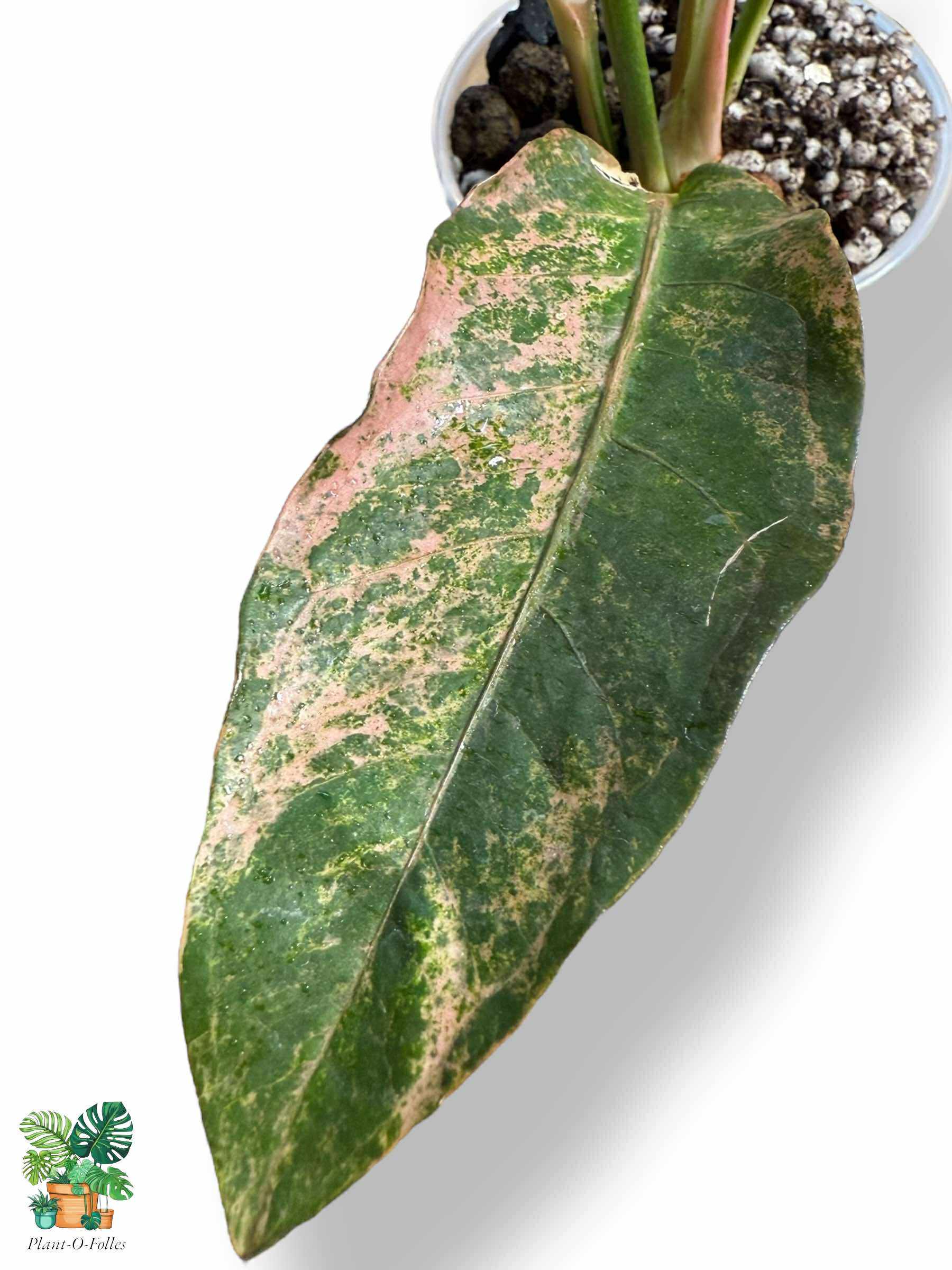 Anthurium Sweta Pink x HUK Variegata Mint, Rare Variegated Aroid, Tropical Indoor Plant, Arrow Leaf Houseplant for Collectors - Plant - O - Folles