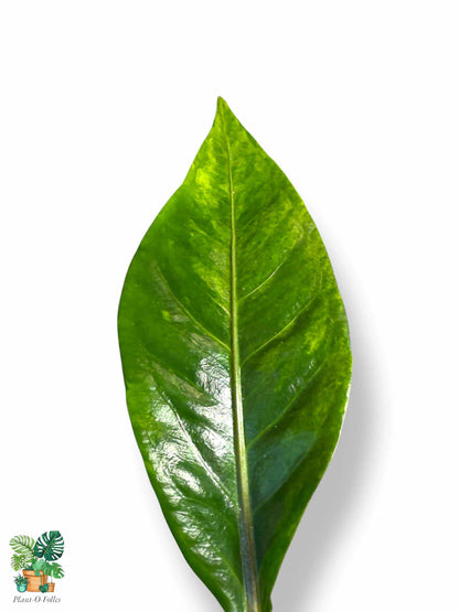 Anthurium Tarapotense Variegata, Rare Variegated Aroid, Tropical Indoor Plant, Arrow Leaf Houseplant for Collectors - Plant - O - Folles