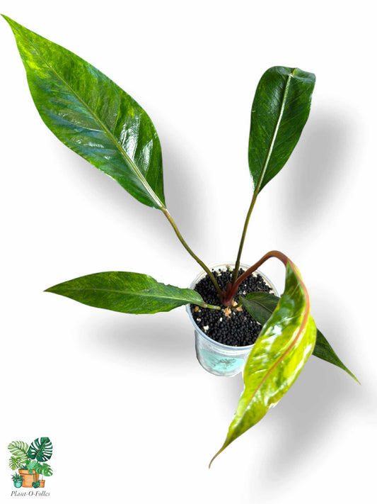 Anthurium Tarapotense Variegata, Rare Variegated Aroid, Tropical Indoor Plant, Arrow Leaf Houseplant for Collectors - Plant - O - Folles