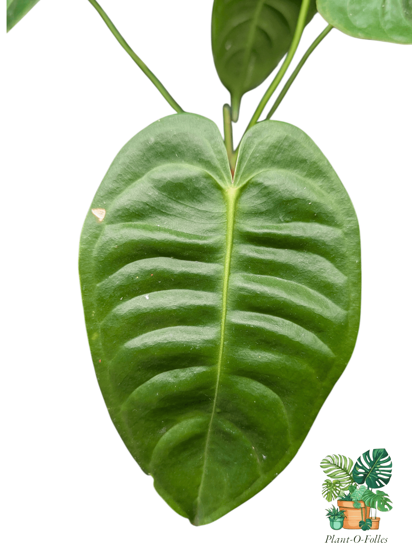 Anthurium veitchii - Plant - O - Folles