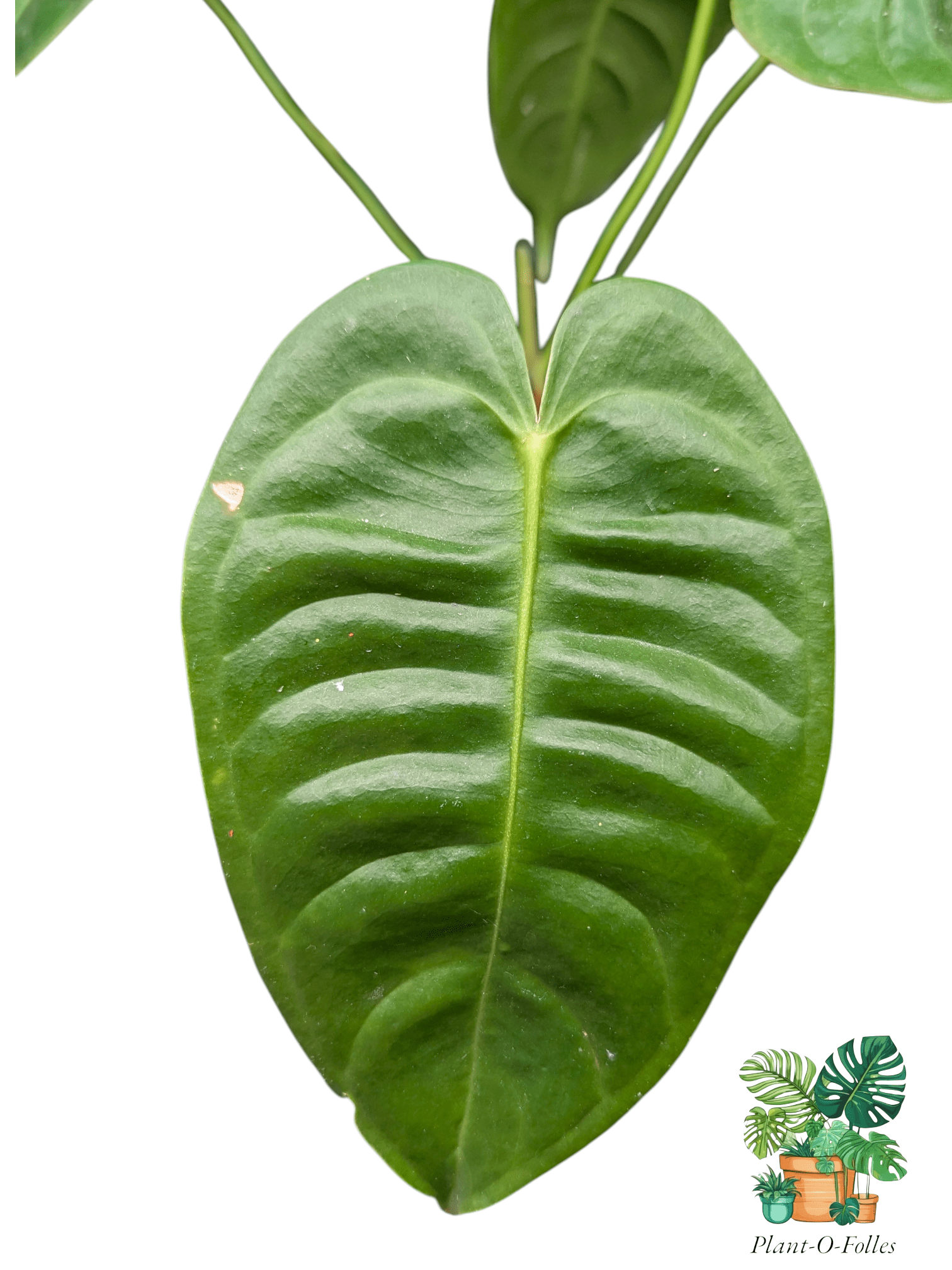Anthurium veitchii - Plant - O - Folles